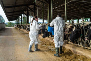 Archivo - Proceso de vacunación enla zona afectada por la dermatosis nodular contagiosa en Cataluña