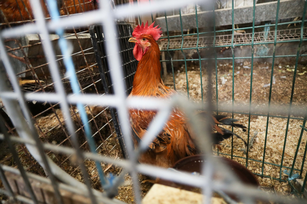 Gallinas en gallineros en A Mariña