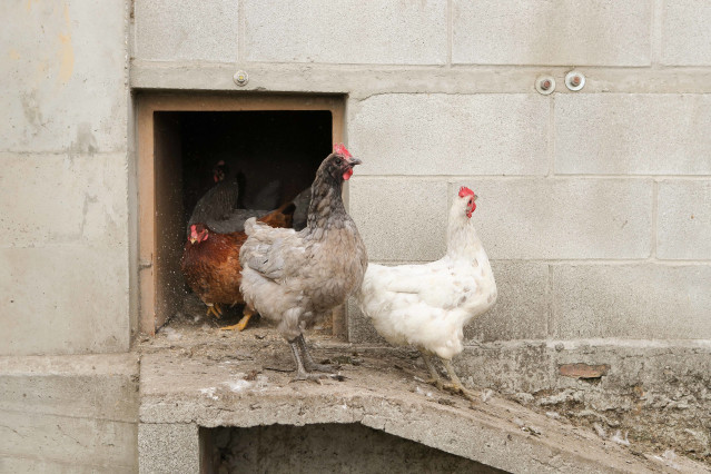 Gallinas en gallineros en A Mariña.
