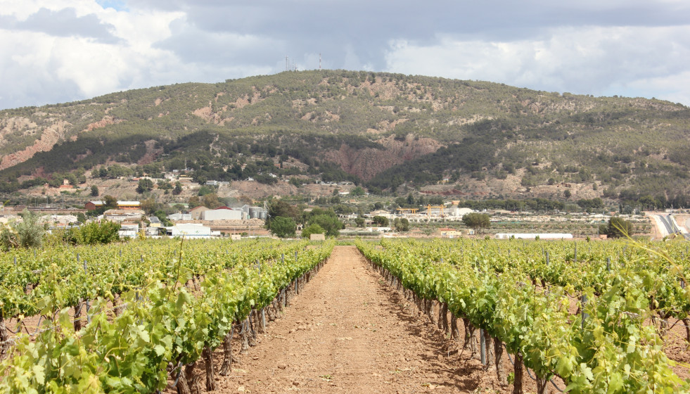 Imagen de archivo de un viñedo en el municipio de Pinoso (Alicante)