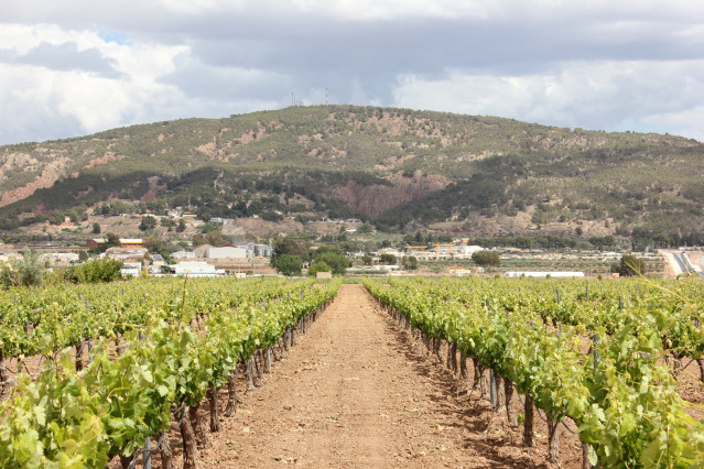 Imagen de archivo de un viñedo en el municipio de Pinoso (Alicante)