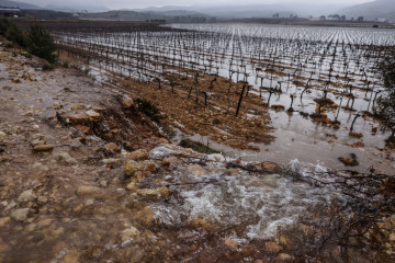 Archivo - Campos de viñedos anegados por el agua
