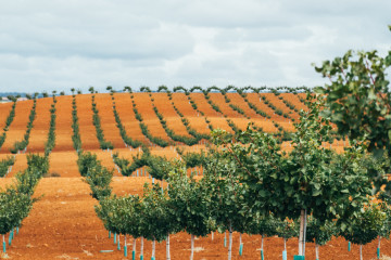 Archivo - Planta de pistachos