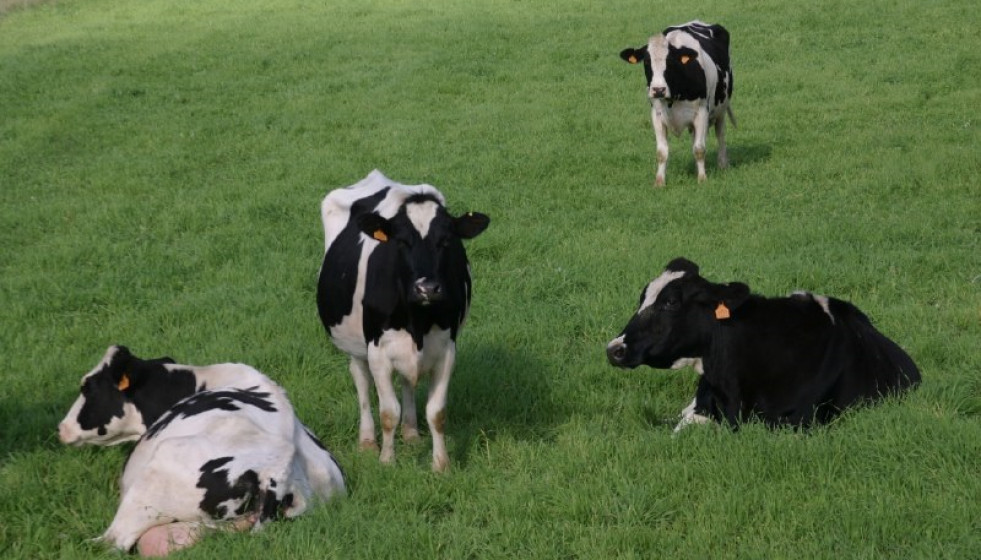 Archivo - Vacas en el campo