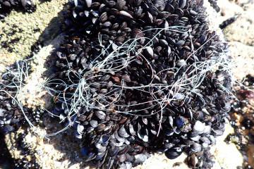 Imagen de mejillones con plástico.