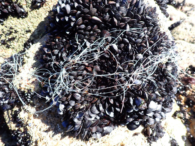 Imagen de mejillones con plástico.