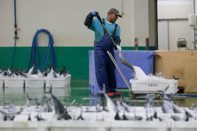 Archivo - Descarga de bonito en el Puerto de Burela (Lugo) Galicia