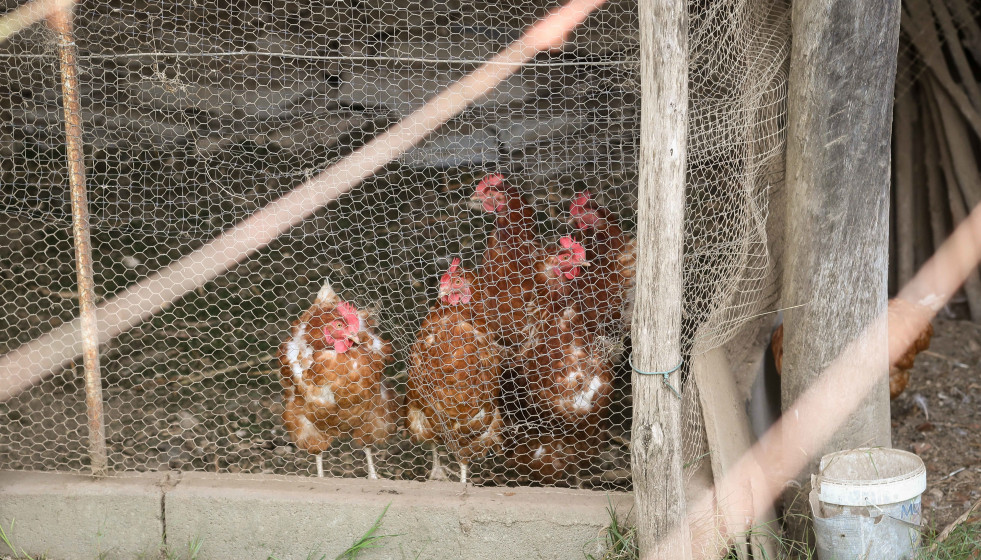 Gallinas en gallineros.