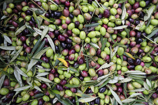 Varias aceitunas durante el comienzo de la campaña de recogida,