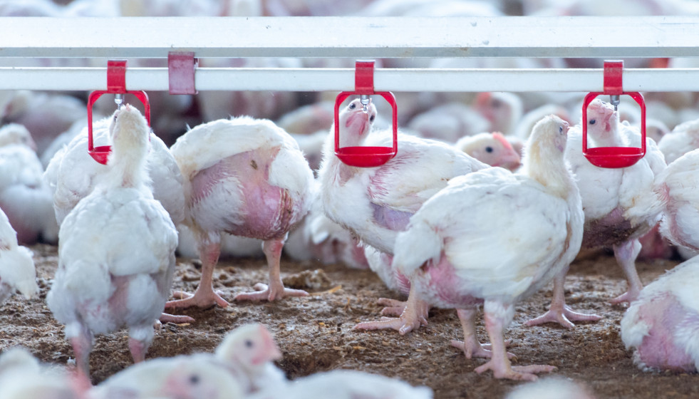 Granja de engorde de pollos