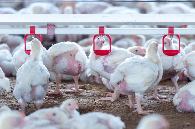 Granja de engorde de pollos