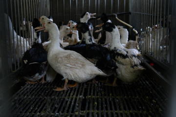 Archivo - Patos en una granja de producción de foie gras en Francia.