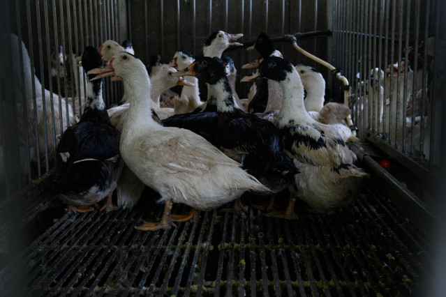 Archivo - Patos en una granja de producción de foie gras en Francia.