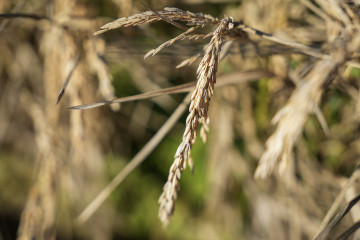 Archivo - Semillas de arroz antes de su recogida,