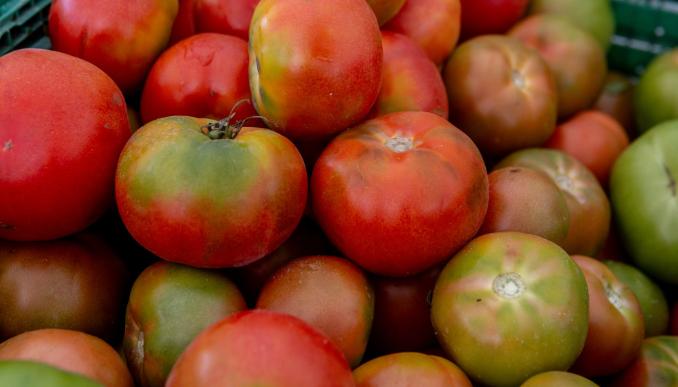 Archivo - Recursos de tomates en el mercado de ‘La Despensa de Madrid’, en los jardines del Palacio del Infante Don Luis, a 7 de septiembre de 2025, en Boadilla del Monte, Madrid (España).