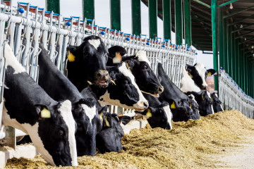 Archivo - Ganado bovino.