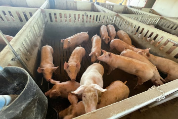 Archivo - Granja de cerdos