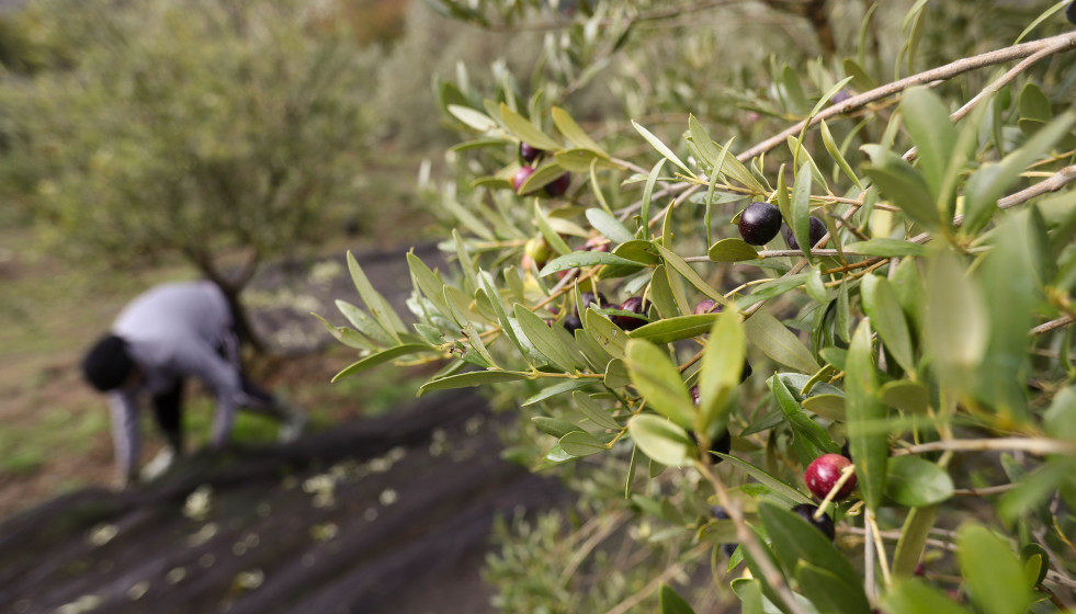 Varias aceitunas durante el comienzo de la campaña de recogida