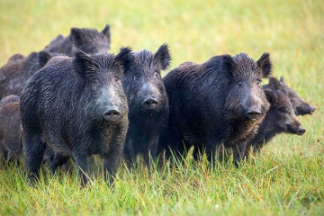 Archivo - Una manada de jabalíes.