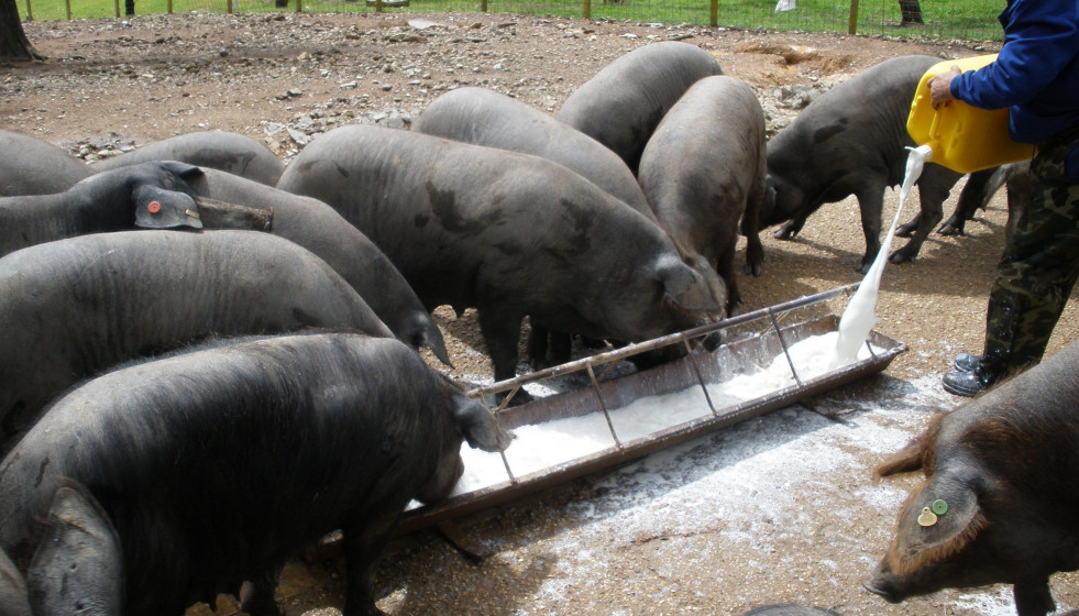Archivo - Cerdos en Huelva (Andalucía).