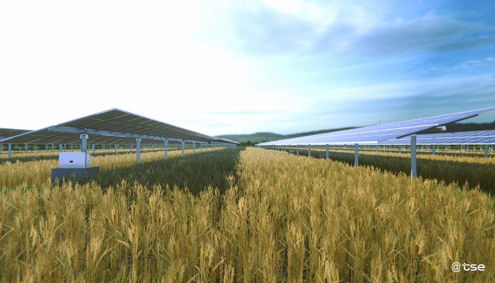 Archivo - Soltec se alía con TSE para el desarrollo de productos agrivoltaicos en el mercado francés