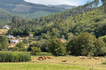 Vacas en una finca.- Archivo