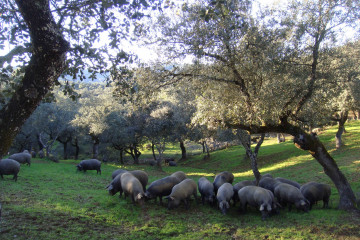 Archivo - Cerdos ibéricos se alimentan en una dehesa, en una imagen de archivo.