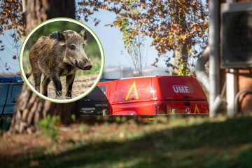 Un vehículo de la UME donde se han detectado focos de peste porcina en Barcelona   LORENA SOPENA EUROPA PRESS; Un jabalí   CANVA