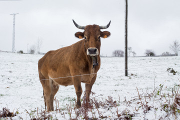 Archivo - Una vaca rodeada de nieve