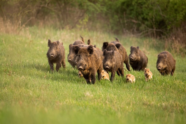 Group of wild boars.