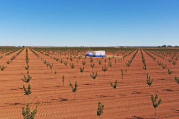 Plantación de pistachos de Faenza Capital en Castilla-La Mancha.