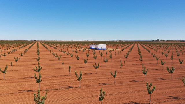 Plantación de pistachos de Faenza Capital en Castilla-La Mancha.