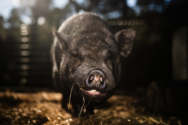 Un cerdo en un santuario de animales, a 9 de diciembre de 2025, en Rubí, Barcelona, Catalunya (España)