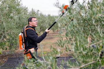 El candidato del PSOE de Extremadura, Miguel Ángel Gallardo, pasa el día de reflexión antes de las elecciones del 21D recogiendo aceitunas en una parcela familiar