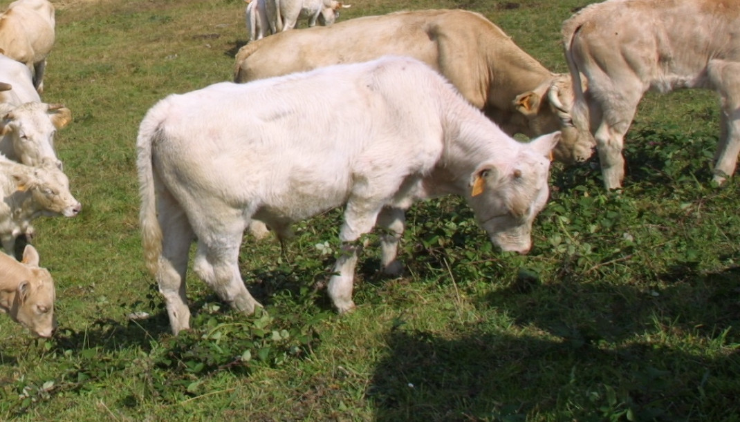 Archivo - Vacas de carne en Cantabria