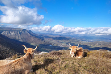 Archivo - Vacas en el puerto de Orduña