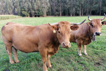 Archivo - Vacas. Rural. PAC. Campo.