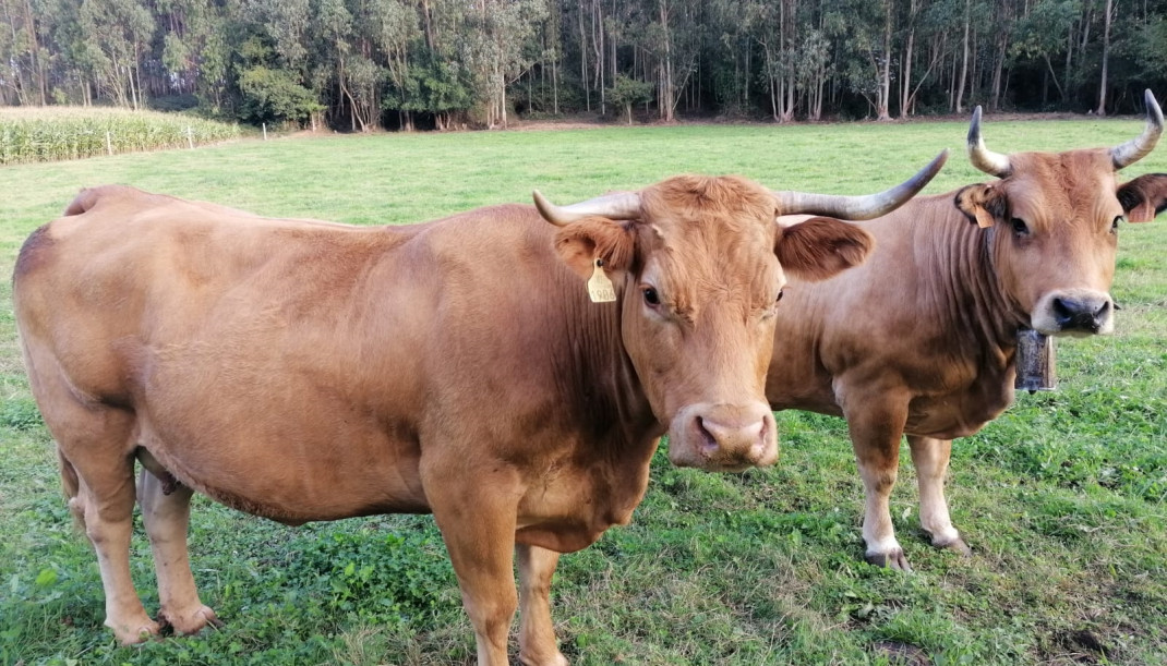 Archivo - Vacas. Rural. PAC. Campo.