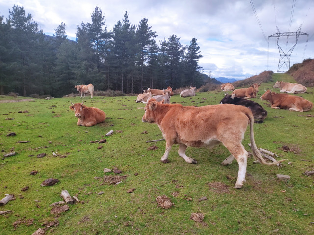 Archivo - Vacas en libertad en montes de Alonsotegi