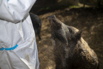 Agents Rurals de la Generalitat analizan un jabalí en un santuario animal en Rubí (Barcelona).