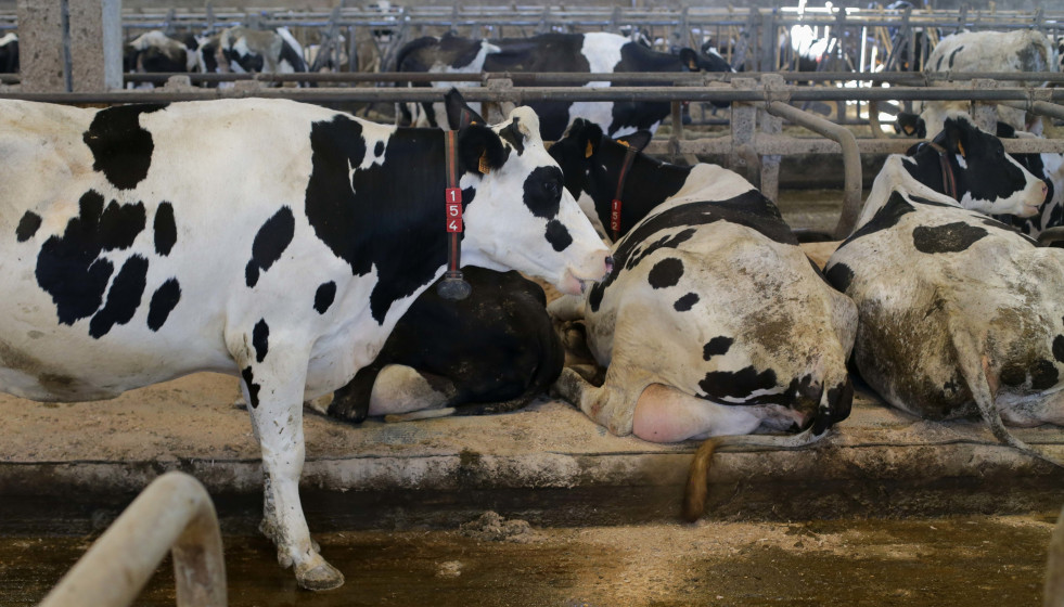 Archivo - Vacas de una ganadería