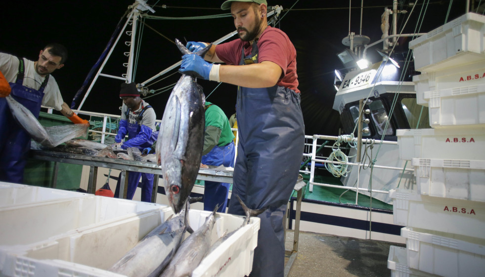 Archivo - Los marineros del barco y los trabajadores de la lonja descargan las piezas del túnido durante una descarga de bonito en el Puerto de Burela,