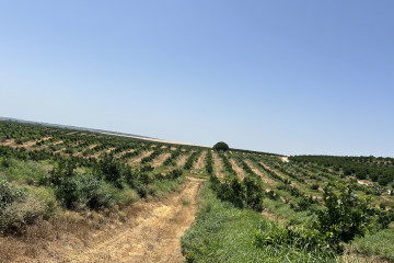 Archivo - Landa (Bankinter y Nuveen) compra de una finca de cítricos de 250 hectáreas ubicada en Huelva