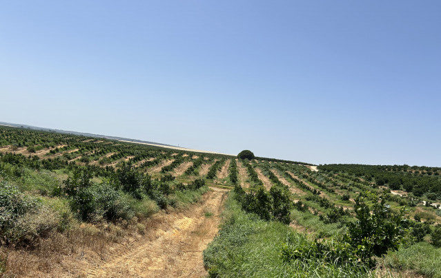 Archivo - Landa (Bankinter y Nuveen) compra de una finca de cítricos de 250 hectáreas ubicada en Huelva