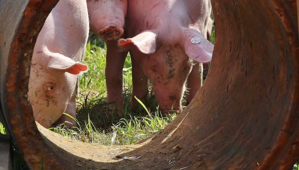 Archivo - Cerdos en una granja