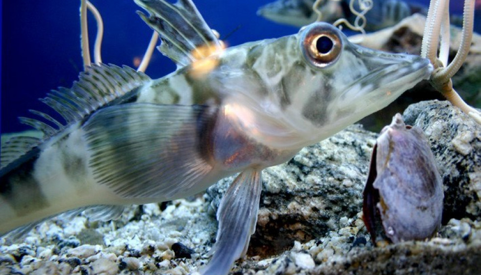 Archivo - La Presencia De Hierro En El Agua, Clave Para Explicar La Cantidad Y Distribución De Los Peces En Los Océanos
