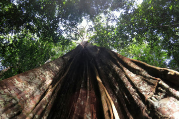 Archivo - Árbol grande del Amazonas