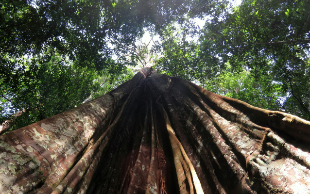 Archivo - Árbol grande del Amazonas