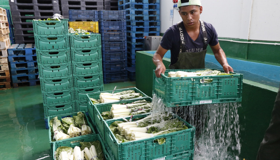 Trabajador migrante en el campo