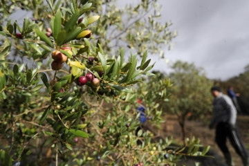 Archivo - Varias aceitunas durante el comienzo de la campaña de recogida,